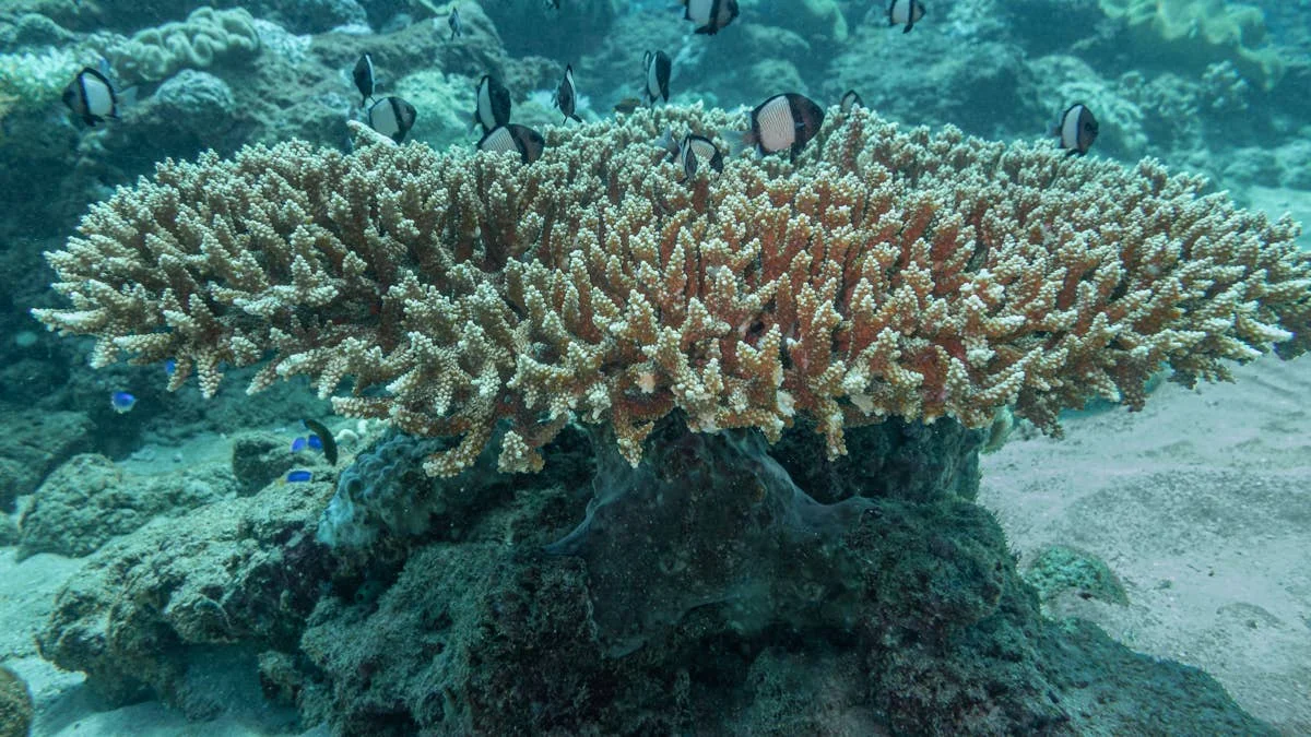 Carbon Bombs World’s Newest World-Class Wave