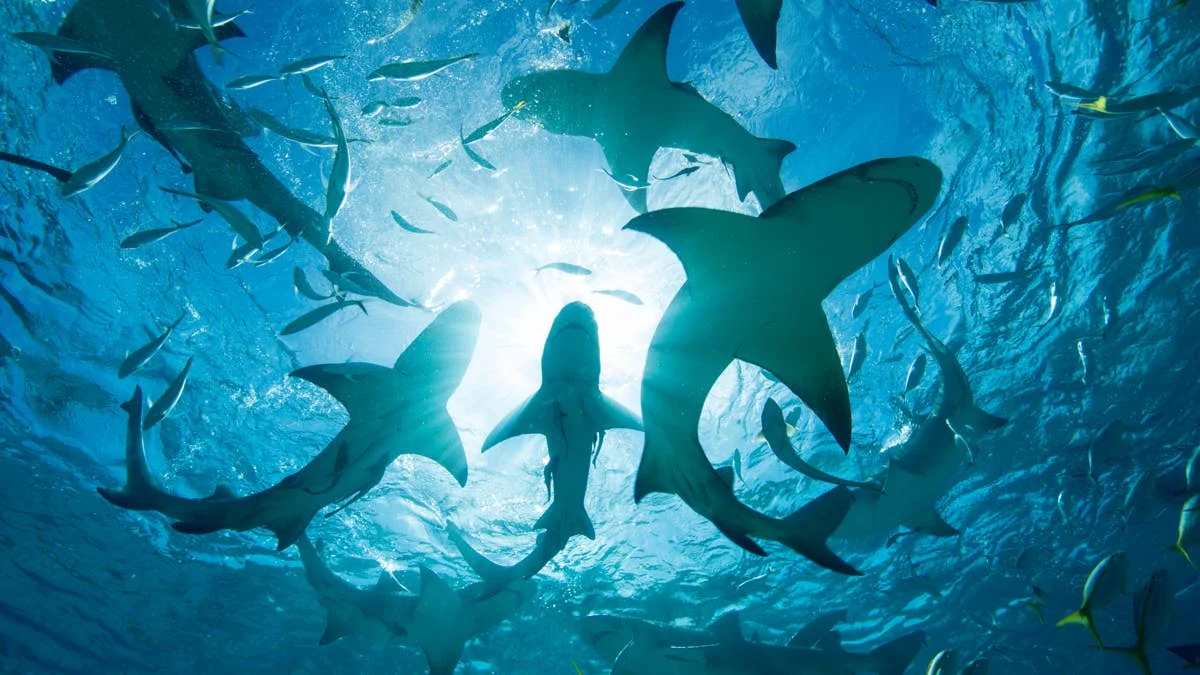 World’s Sharkiest Surf Zones Ranked by Deadly Shark Encounters