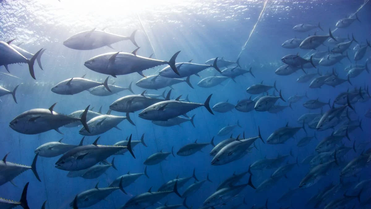 Commercial Fishing Restored In Large Swaths of Pacific and Atlantic